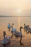 cisnes ao longo do lago de Varese Italia lombardy durante o por do sol imagens de stock royalty free cisnes ao longo do lago de Varese Italia lombardy durante o por do sol imagens de stock royalty free