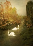 Cisnes brancas Fotos de Stock Royalty Free Cisnes brancas Fotos de Stock Royalty Free