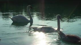 Cisnes en el lago Cisnes en el lago