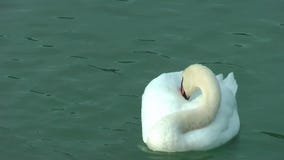 Cisnes en el lago Cisnes en el lago