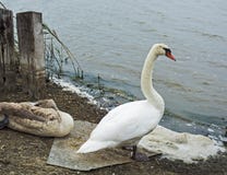 Cisnes na costa do lago fotografia de stock Cisnes na costa do lago fotografia de stock