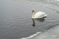 Cisnes no lago congelado no inverno Os peixes da captura dos pássaros no inverno fotografia de stock royalty free Cisnes no lago congelado no inverno Os peixes da captura dos pássaros no inverno fotografia de stock royalty free