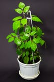 Cissus in white potty flowers in flowerpots on dark background royalty free stock photos Cissus in white potty flowers in flowerpots on dark background royalty free stock photos