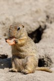 Citellus européen de Spermophilus d'écureuil moulu Image libre de droits Citellus européen de Spermophilus d'écureuil moulu Image libre de droits