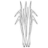 citronella illustrazione di stock citronella illustrazione di stock