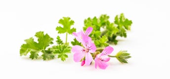 Citronella twig on white background royalty free stock photography Citronella twig on white background royalty free stock photography