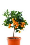 Citrus tree with fruit - small orange