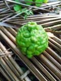 Citrusvruchten Thaise verse groen stock afbeeldingen Citrusvruchten Thaise verse groen stock afbeeldingen