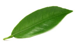 Citrusvruchtenbladeren op witte achtergrond worden geïsoleerd die stock afbeeldingen Citrusvruchtenbladeren op witte achtergrond worden geïsoleerd die stock afbeeldingen