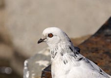 The city dove royalty free stock photos The city dove royalty free stock photos