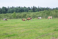 Caws and green grass, wood with blue sky. royalty free stock photos Caws and green grass, wood with blue sky. royalty free stock photos