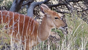 Ciérrese encima de la cantidad de una oveja del Nyala que alimenta en cepillo en la región de Kalahari de Suráfrica almacen de metraje de vídeo Ciérrese encima de la cantidad de una oveja del Nyala que alimenta en cepillo en la región de Kalahari de Suráfrica almacen de metraje de vídeo