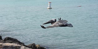 Ciérrese encima de la foto de un vuelo de las aves del agua alrededor Imagen de archivo libre de regalías Ciérrese encima de la foto de un vuelo de las aves del agua alrededor Imagen de archivo libre de regalías