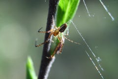 Ciérrese encima de la opinión colorida la araña en la hoja fotos de archivo Ciérrese encima de la opinión colorida la araña en la hoja fotos de archivo