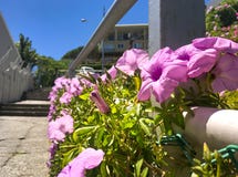 Ciérrese encima de las flores púrpuras de la correhuela en la cerca en ciudad fotos de archivo Ciérrese encima de las flores púrpuras de la correhuela en la cerca en ciudad fotos de archivo