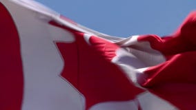 Ciérrese encima de tiro en la bandera blanca roja espectacular del símbolo nacional de la bandera del arce de Canadá que agita en metrajes Ciérrese encima de tiro en la bandera blanca roja espectacular del símbolo nacional de la bandera del arce de Canadá que agita en metrajes