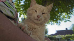 Ciérrese encima del pelirrojo Cat Sitting en revestimiento mayor del ` s de la mujer almacen de metraje de vídeo Ciérrese encima del pelirrojo Cat Sitting en revestimiento mayor del ` s de la mujer almacen de metraje de vídeo