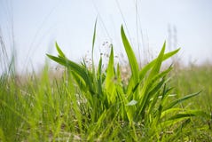 Ciérrese para arriba de arbusto de la hierba verde fresca en un fondo del cielo fotografía de archivo libre de regalías Ciérrese para arriba de arbusto de la hierba verde fresca en un fondo del cielo fotografía de archivo libre de regalías