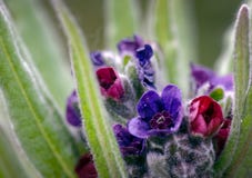 Ciérrese para arriba de las flores coloridas del officinale del Cynoglossum de la Perro-lengua en su hábitat típico de las dunas imagen de archivo Ciérrese para arriba de las flores coloridas del officinale del Cynoglossum de la Perro-lengua en su hábitat típico de las dunas imagen de archivo