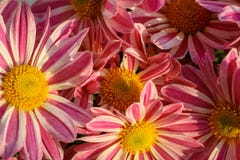 Ciérrese para arriba de las flores del rosa y blancas en la plena floración, servicio en la iglesia fotografía de archivo libre de regalías Ciérrese para arriba de las flores del rosa y blancas en la plena floración, servicio en la iglesia fotografía de archivo libre de regalías