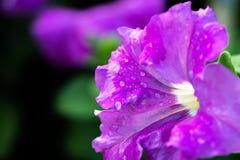 Ciérrese para arriba de petunias en el parque de Suan Luang Rama IX, Tailandia fotografía de archivo Ciérrese para arriba de petunias en el parque de Suan Luang Rama IX, Tailandia fotografía de archivo