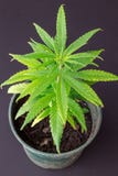 Ciérrese para arriba de planta de marijuana verde joven en pote foto de archivo Ciérrese para arriba de planta de marijuana verde joven en pote foto de archivo