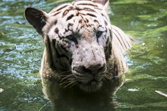 Ciérrese para arriba de tigre malayo salvaje felino grande con la piel hermosa de la raya fotos de archivo Ciérrese para arriba de tigre malayo salvaje felino grande con la piel hermosa de la raya fotos de archivo
