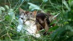 Ciérrese para arriba de un gato metrajes Ciérrese para arriba de un gato metrajes