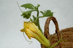 Ciérrese para arriba de una flor del calabacín en una cesta de mimbre imagen de archivo Ciérrese para arriba de una flor del calabacín en una cesta de mimbre imagen de archivo