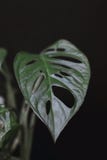 Ciérrese para arriba de una hoja de la planta de vid del obliqua tropical del monstera o del queso suizo delante del fondo negro foto de archivo Ciérrese para arriba de una hoja de la planta de vid del obliqua tropical del monstera o del queso suizo delante del fondo negro foto de archivo