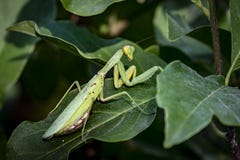 Ciężarna żeńska modlenie modliszka Religiosa w naturalnym siedlisku lub modliszka Ja siedzi na Magnoliowych Susan liściach obraz stock Ciężarna żeńska modlenie modliszka Religiosa w naturalnym siedlisku lub modliszka Ja siedzi na Magnoliowych Susan liściach obraz stock