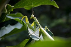 Ciężarna żeńska modlenie modliszka Religiosa w naturalnym siedlisku lub modliszka Ja siedzi na Magnoliowych Susan liściach fotografia stock Ciężarna żeńska modlenie modliszka Religiosa w naturalnym siedlisku lub modliszka Ja siedzi na Magnoliowych Susan liściach fotografia stock