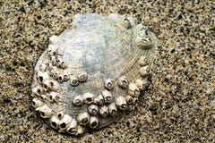 Shell encrusted with Barnacles stock photo Shell encrusted with Barnacles stock photo