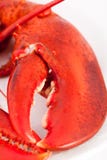Claw Of Lobster Stock Images