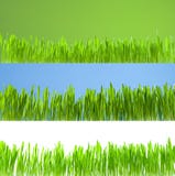 Clean growing fresh grass on white, blue and green royalty free stock photography Clean growing fresh grass on white, blue and green royalty free stock photography