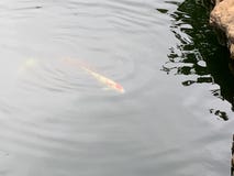 Clean water falls, KOI fish joy royalty free stock photography Clean water falls, KOI fish joy royalty free stock photography