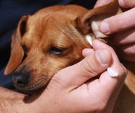 Cleaning the Dog's Ear