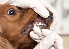 Cleaning of dogs teeth