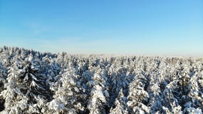 Clear frosty day in the forest. trees covered with snow. bird`s eye view. Russia St. Petersburg region stock photography Clear frosty day in the forest. trees covered with snow. bird`s eye view. Russia St. Petersburg region stock photography