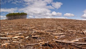 Clearcut Logging Stock Photo Clearcut Logging Stock Photo