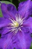 Clematis fotos de stock Clematis fotos de stock