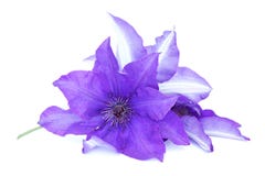 Clematis Stock Image