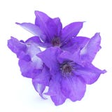 Clematis Royalty Free Stock Photography Clematis Royalty Free Stock Photography