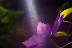 Clematis Royalty Free Stock Images Clematis Royalty Free Stock Images