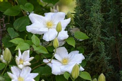 Clematis fotos de stock royalty free Clematis fotos de stock royalty free