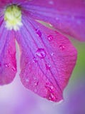 Clematis imagem de stock royalty free Clematis imagem de stock royalty free