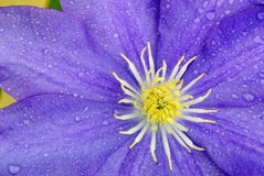 Clematis foto de stock Clematis foto de stock