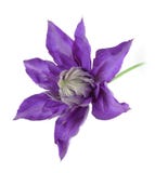 Clematis no branco imagem de stock royalty free Clematis no branco imagem de stock royalty free