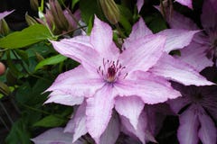 Clematite bonita no jardim do verão imagem de stock Clematite bonita no jardim do verão imagem de stock