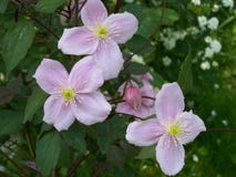Clemattes, zbliżenie na clematis mój ogród w lecie fotografia royalty free Clemattes, zbliżenie na clematis mój ogród w lecie fotografia royalty free